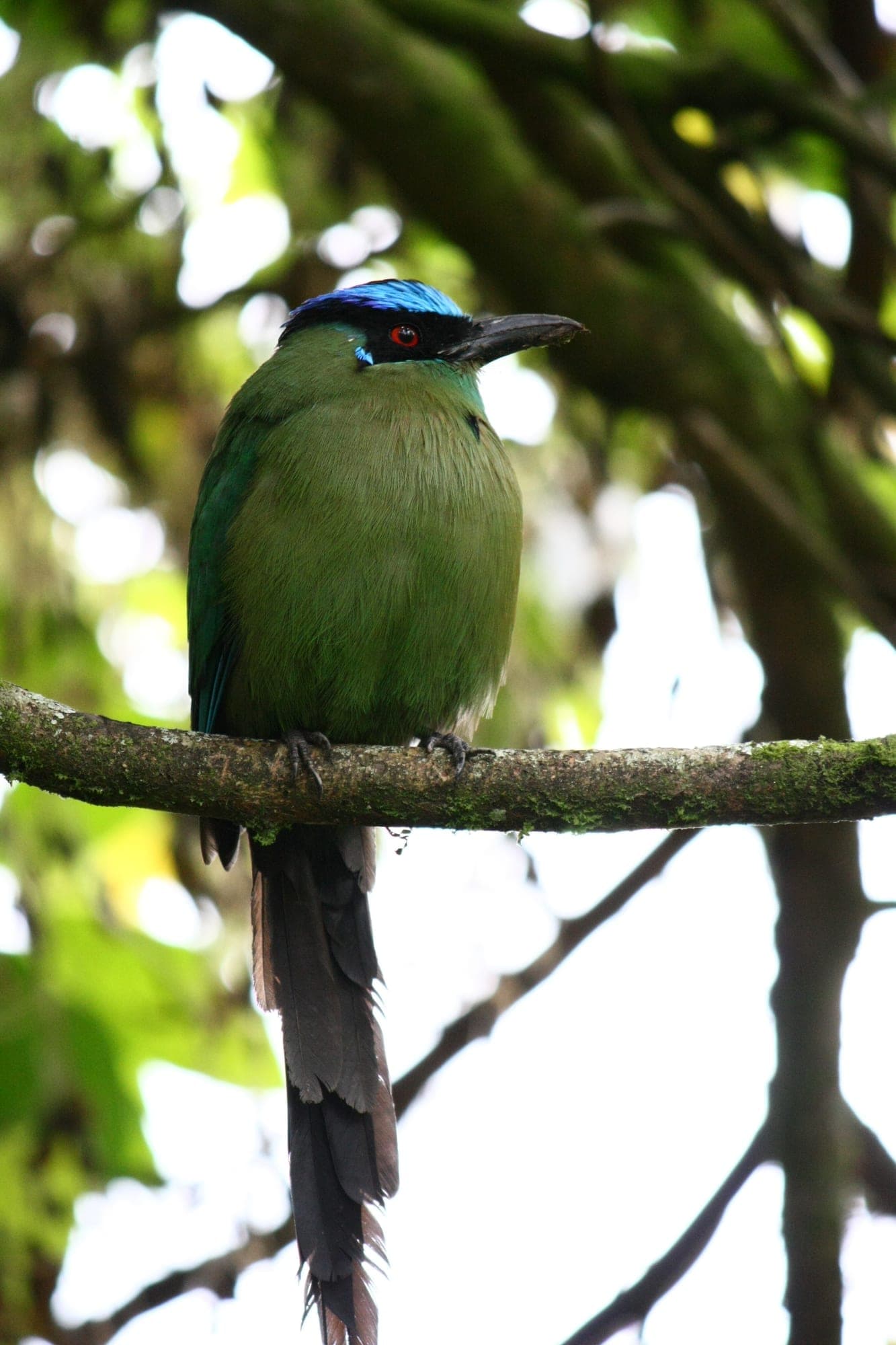 Barranquero andino posado, con el cuerpo verde y la corona azul