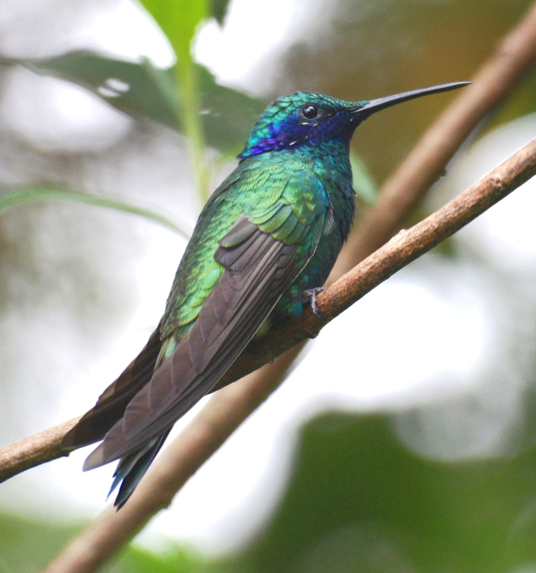 Colibrí chillón con el plumaje verde iridiscente