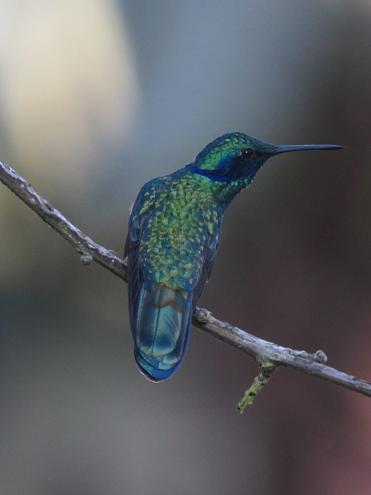Colibrí chillón mostrando las manchas violetas de la cara