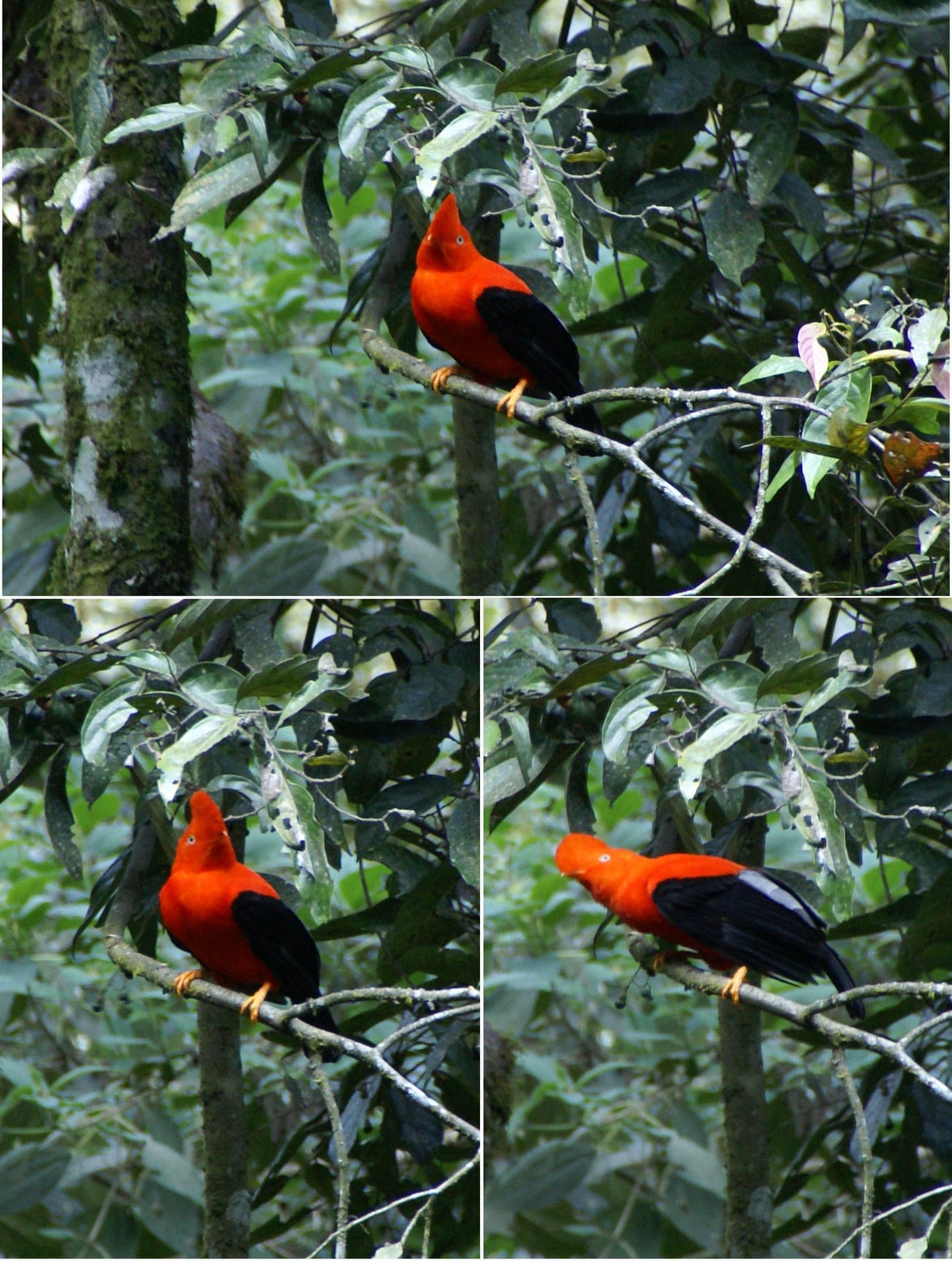 Macho de gallito de roca andino, naranja encendido, posado en una rama
