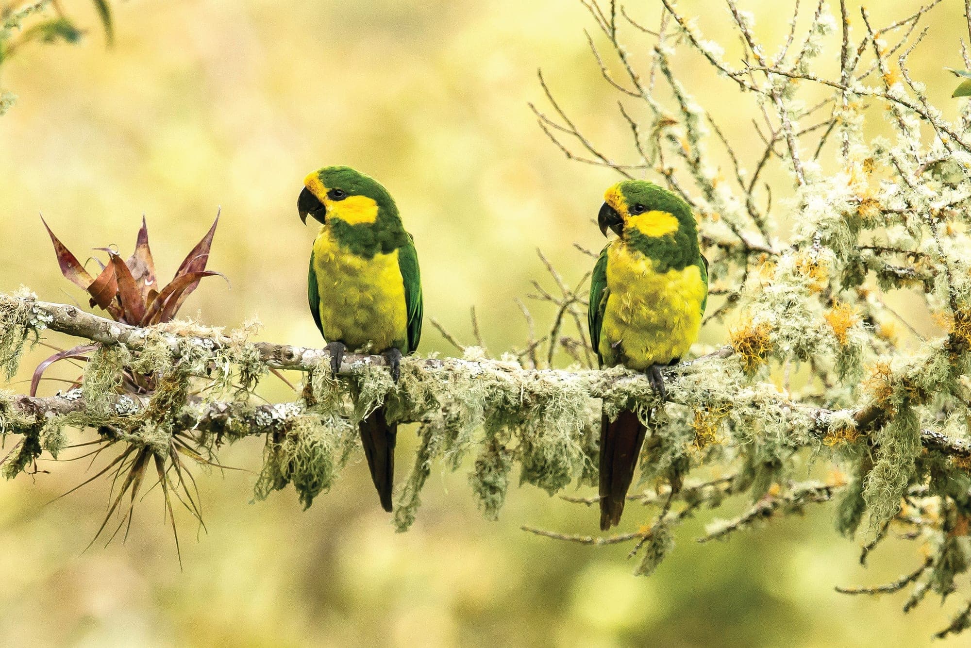 Loro orejiamarillo verde con el parche amarillo en la cara