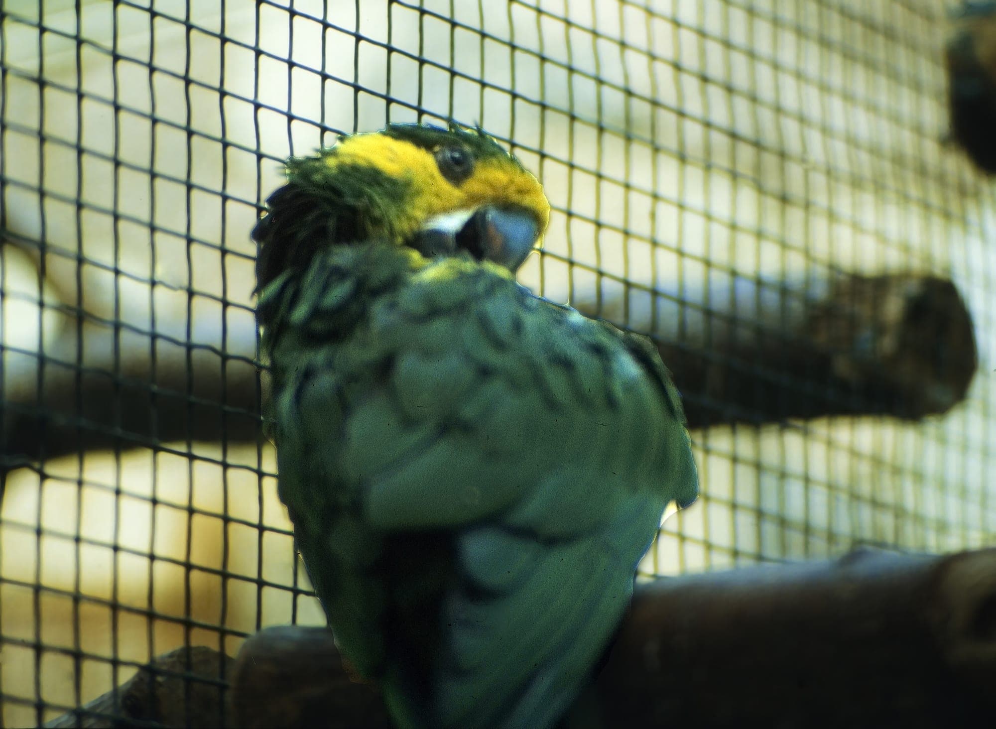 Pareja de loros orejiamarillos en una palma de cera