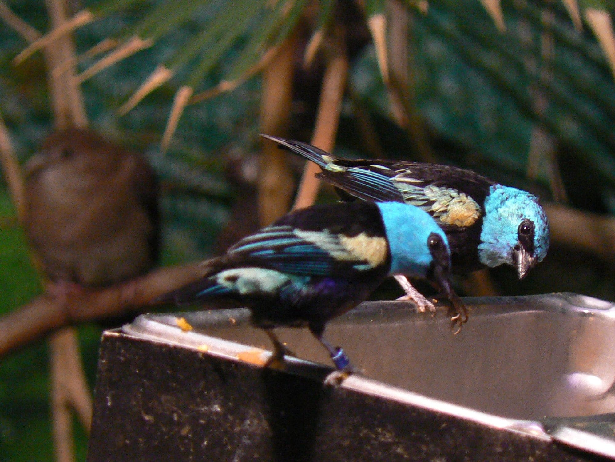 Tángara cabeciazul con la capucha azul eléctrico