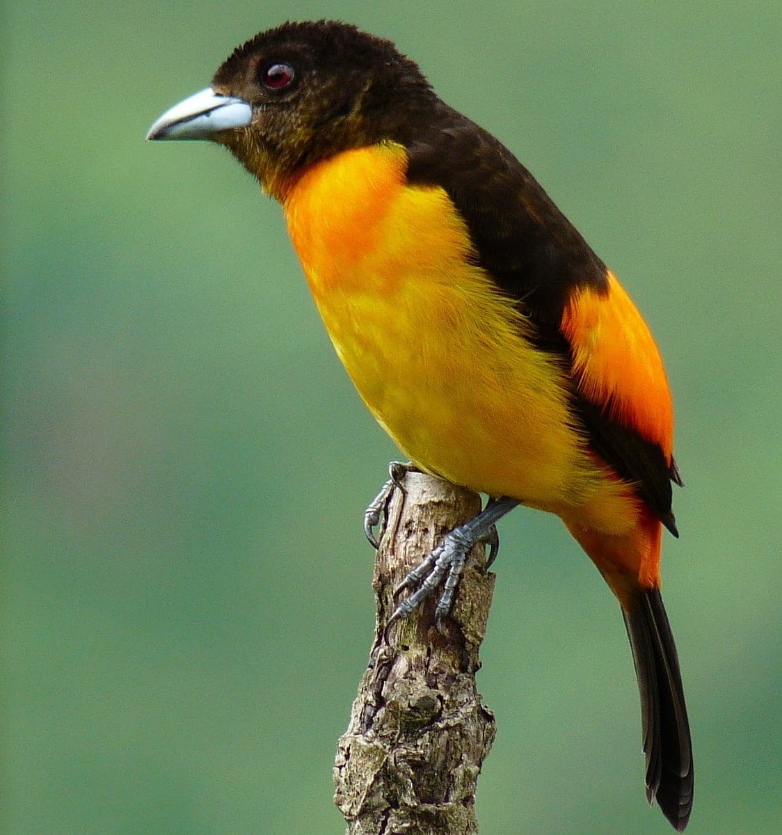 Macho de tángara lomirroja, negro con la rabadilla roja