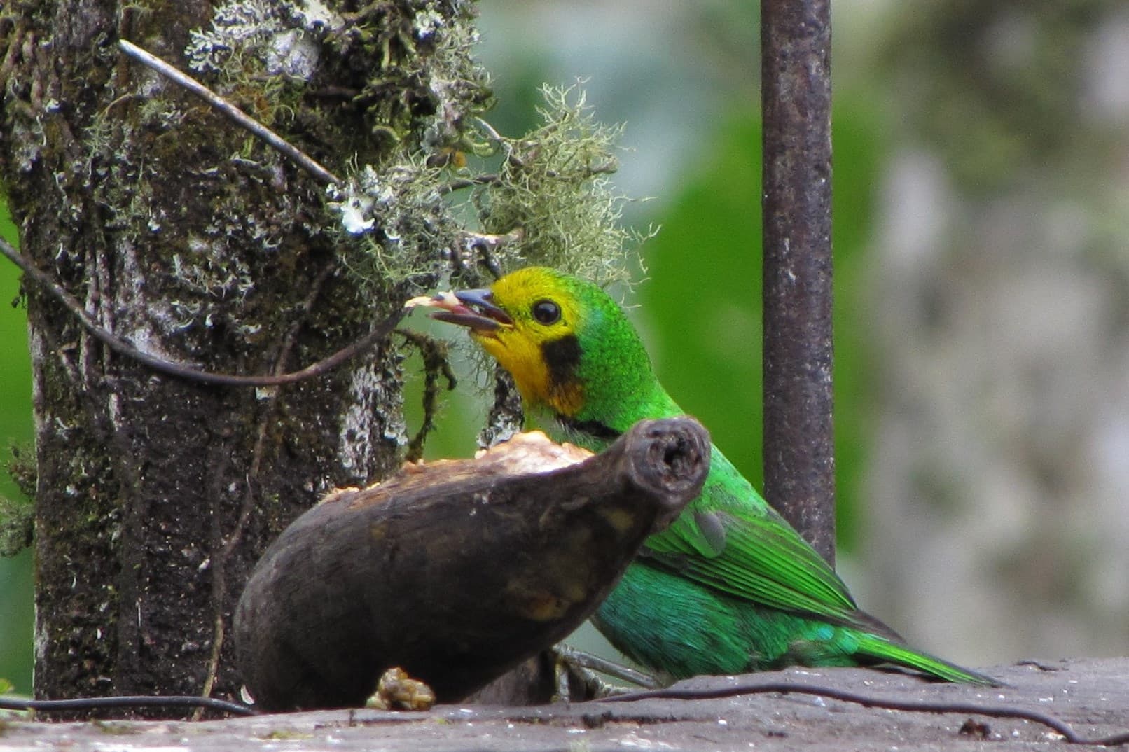 Tángara multicolor, endémica de Colombia