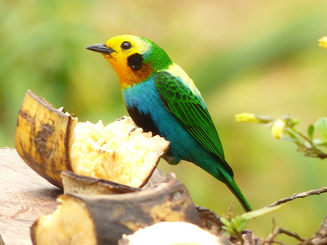 Tángara multicolor posada en una rama con musgo
