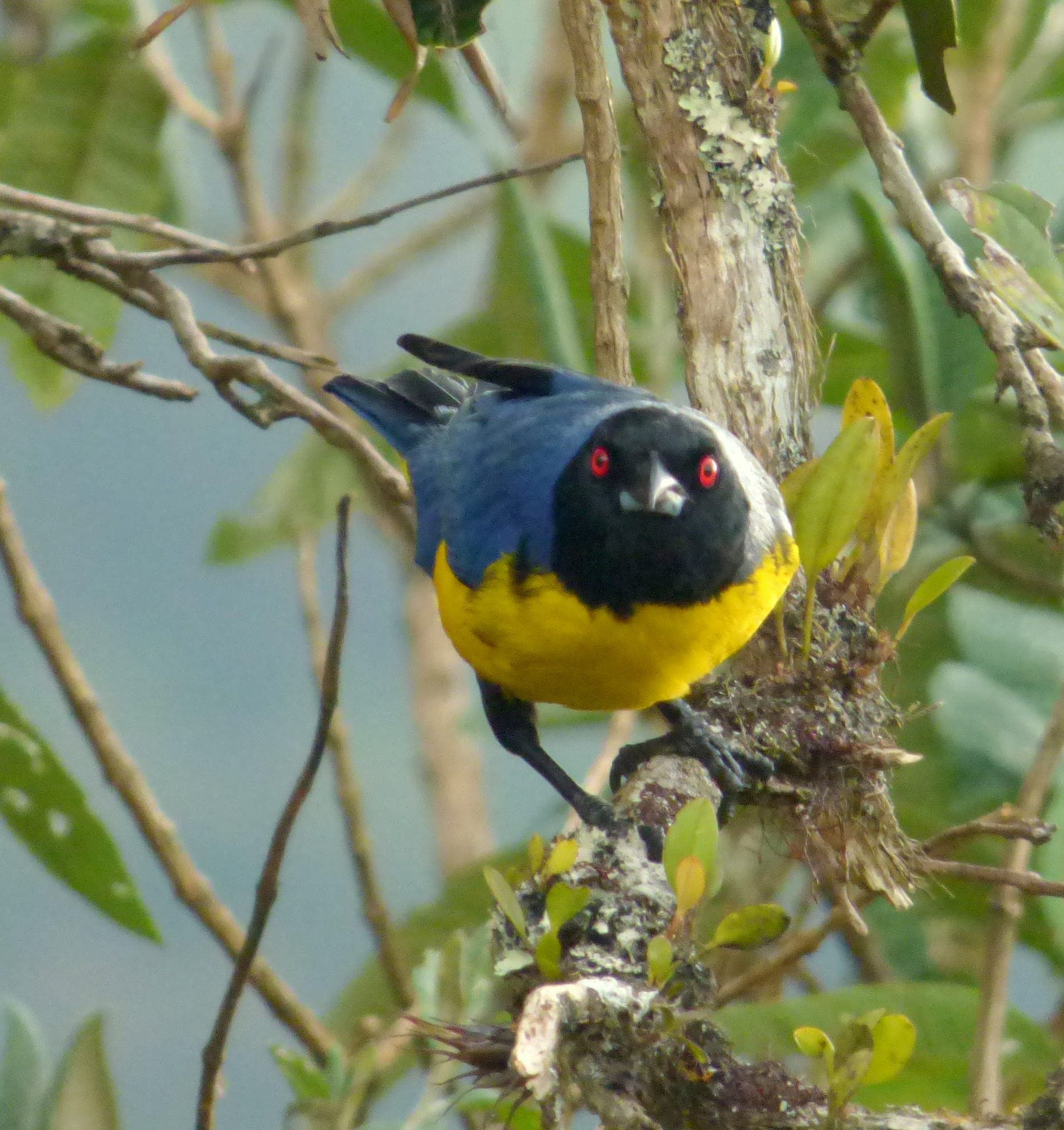 Tángara real, azul y amarilla con capucha negra