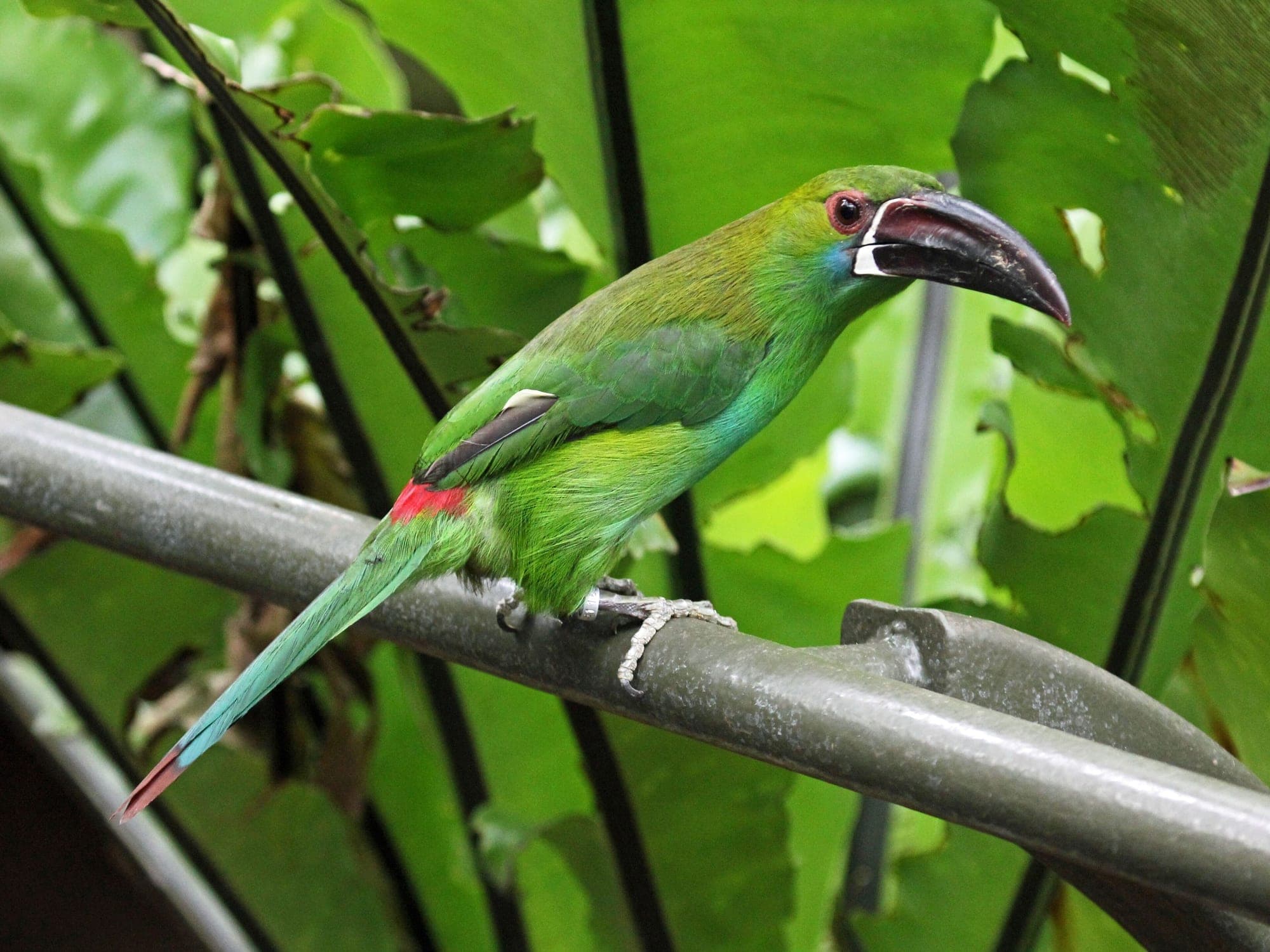 Tucancito rabirrojo verde con el pico grande, posado en una rama