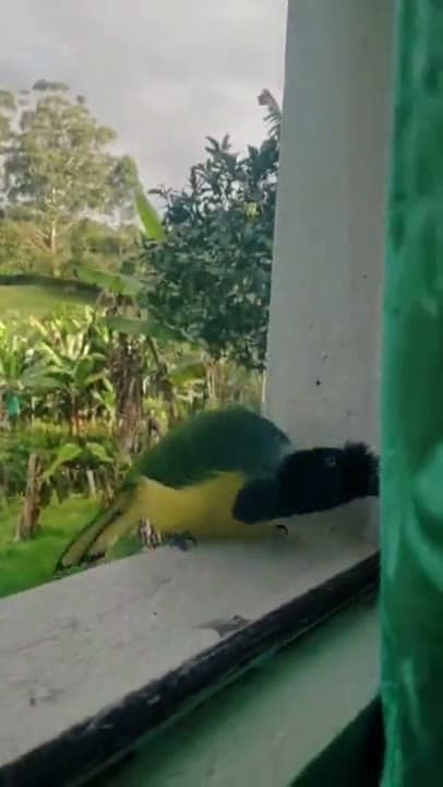 Avistamiento de aves en Jardín