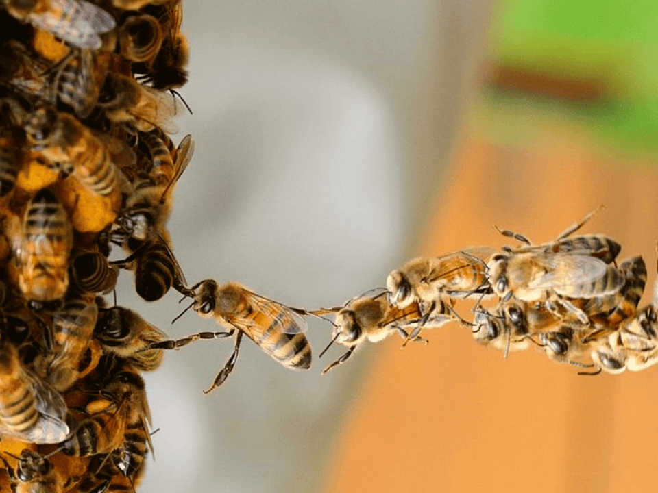 Tour de abejas y tour de café — foto 2