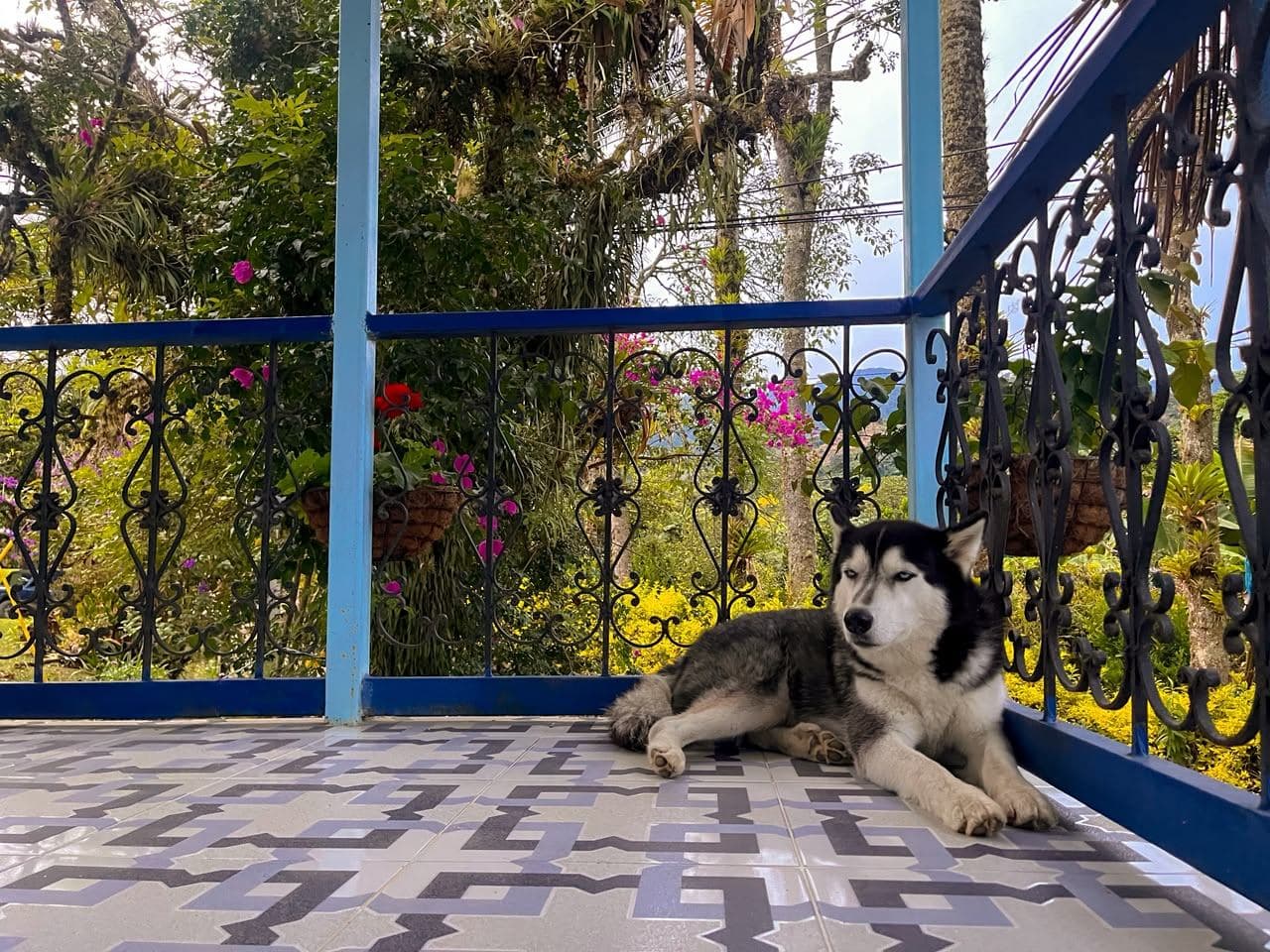 Davinchi — Le husky de la maison